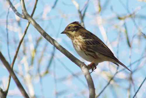 这是什么巫鸟？