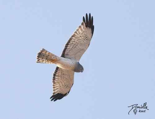 鹞的识别(归纳总结) 鹞的识别(归纳总结)