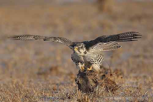 猎隼的刚劲、勇猛、可爱