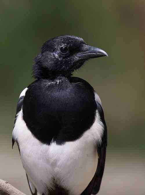 影响拍鸟的两害：喜鹊和流浪猫
