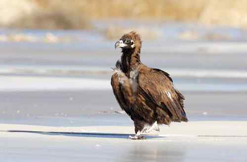 冬日野鸭湖—阳光灿烂的日子