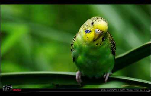 野外遇到虎皮鹦鹉