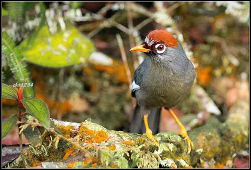 马来西亚 栗头噪鹛