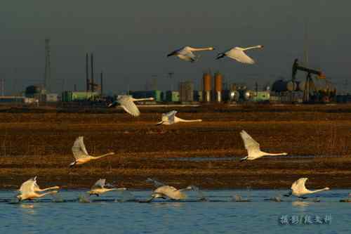 油井附近的天鹅之歌