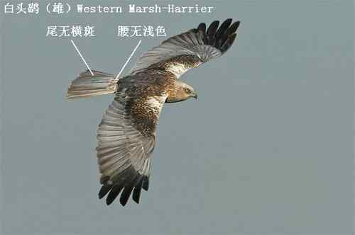 鹞的识别(归纳总结) 鹞的识别(归纳总结)