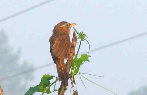 请问鸟名：两只画眉的眉不一样,是同一种鸟吗？