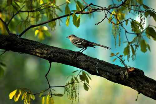 原画幅野生鸟类摄影俱乐部【精美组图】