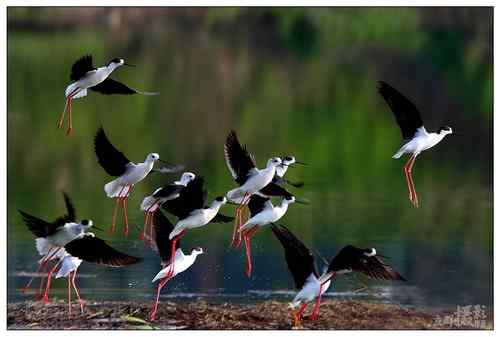 鸟类单飞、双飞、群飞美丽瞬间! 鸟类单飞、双飞、群飞美丽瞬间!