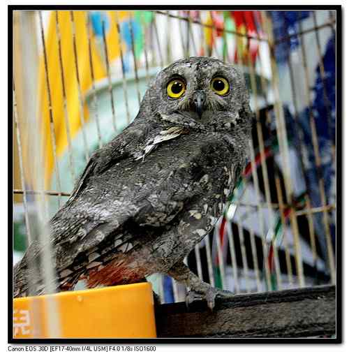 大连鸟人:今天救的小小鸟(角鸮) 大连鸟人:今天救的小小鸟(角鸮)