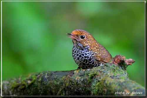 台湾的16种画眉大全【清晰组图】