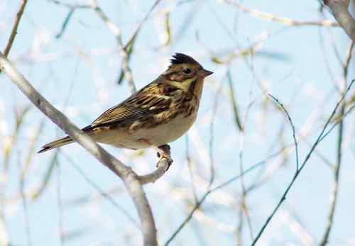 这是什么巫鸟？