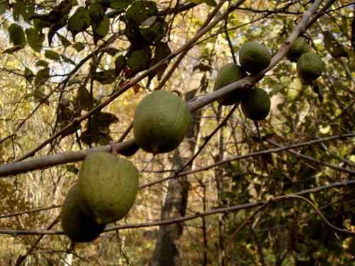 看看我长白山里的“宝贝” 看看我长白山里的“宝贝”