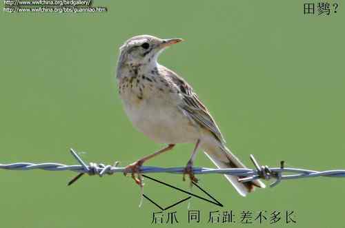 理氏鹨、田鹨还是布莱氏鹨的鸟类识别? 理氏鹨、田鹨还是布莱氏鹨的鸟类识别?