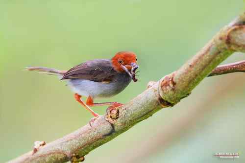 马来西亚的灰逢叶莺！