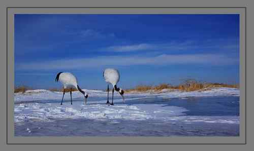 白雪皑皑 鹤的天堂