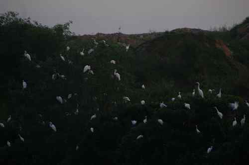 呼吁：珍惜深圳另一个“红树林”