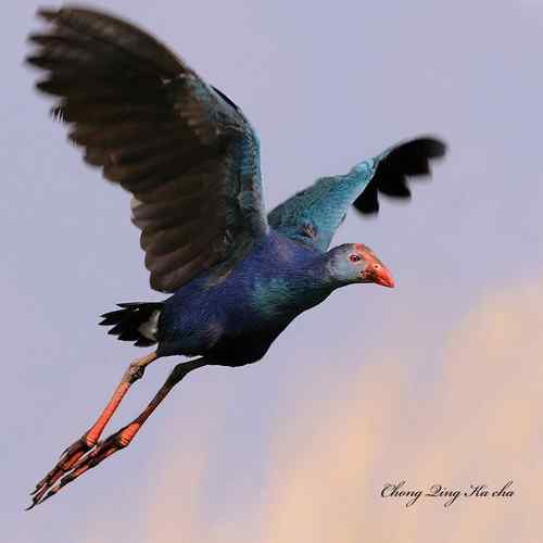 2010紫水鸡 重庆咔嚓作品