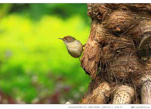广东人观鸟散记