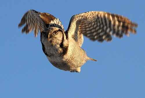 鸟类单飞、双飞、群飞美丽瞬间！