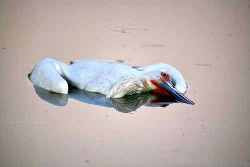东方白鹳的致死 水质污染还是人为下毒? 东方白鹳的致死 水质污染还是人为下毒?