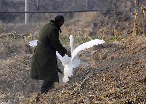 赏鹅却伤鹅：目睹了一只天鹅的受伤