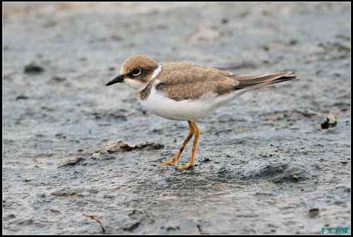 请教鸟名：亚成体金眶珩，还是铁嘴沙鸻非繁殖羽