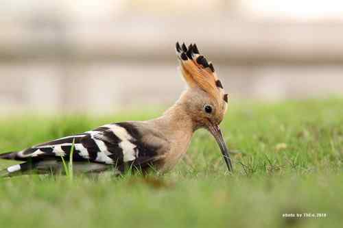 原画幅野生鸟类摄影俱乐部【精美组图】