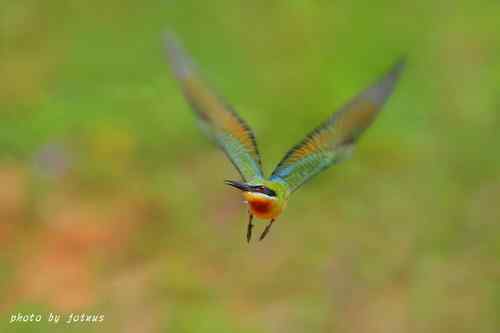 飛行及展翅之美
