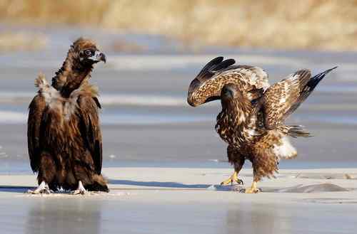 冬日野鸭湖—阳光灿烂的日子