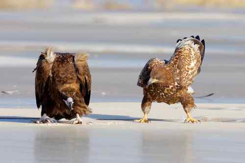 冬日野鸭湖—阳光灿烂的日子