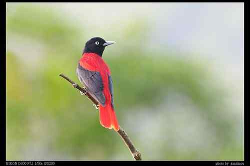 台湾山区拍鸟：美麗的朱鸝