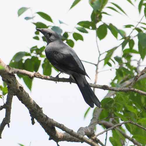 在董寨拍到一只怪鸟：原来是暗灰鹃鵙