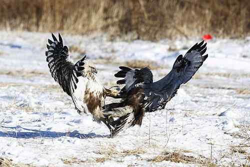鸟类单飞、双飞、群飞美丽瞬间！
