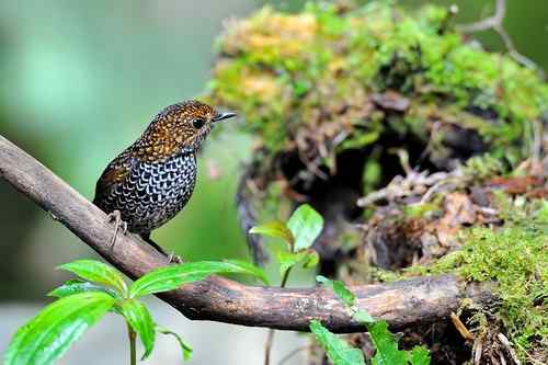 台湾山林隱者——鳞胸鹪鹛