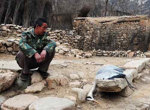 一只逝去的苍鹭 一只逝去的苍鹭