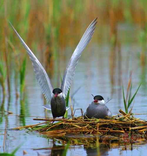 鸟类介绍    须浮鸥