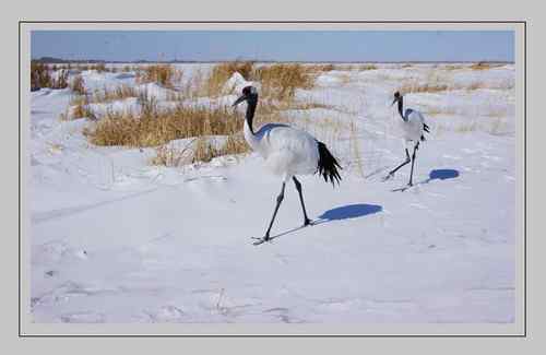 白雪皑皑 鹤的天堂
