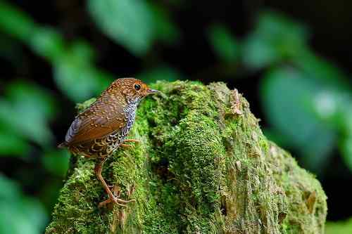 台湾山林隱者——鳞胸鹪鹛