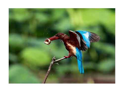 【参赛作品】白胸翡翠