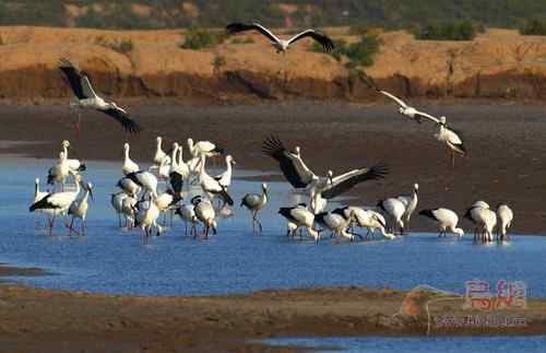 东方白鹳秋水 黑白相间