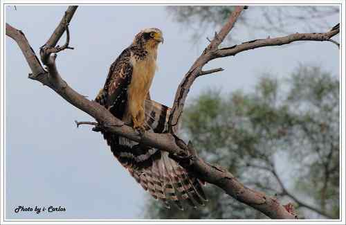 蛇雕 大冠鹫【组图】