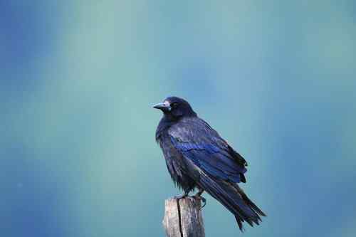 几种乌鸦的辨认——大嘴乌鸦、小嘴乌鸦、渡鸦