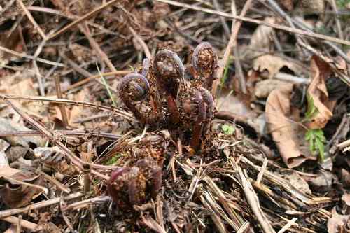 看看我长白山里的“宝贝” 看看我长白山里的“宝贝”