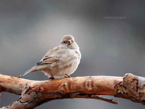 铁门关杂鸟记 黑顶麻雀