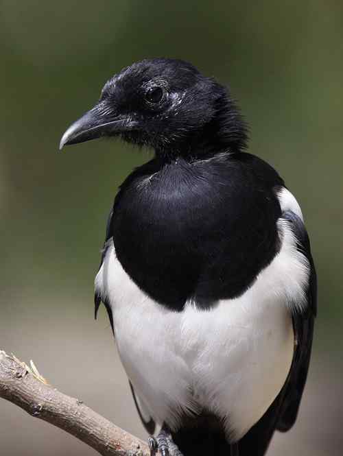影响拍鸟的两害:喜鹊和流浪猫 影响拍鸟的两害:喜鹊和流浪猫