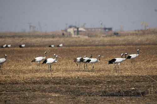 双台子河口保护区人鸟争食严重