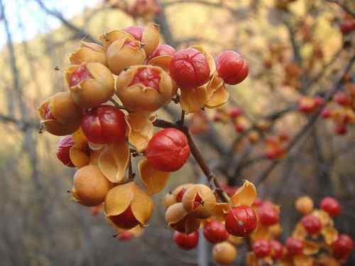 看看我长白山里的“宝贝” 看看我长白山里的“宝贝”