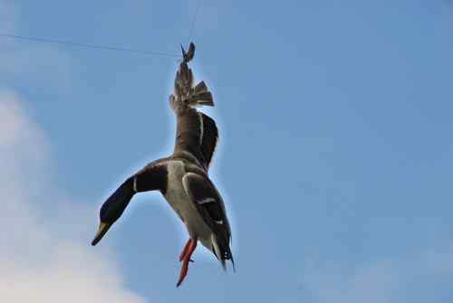 颐和园鸟人：绿头鸭蒙难获救记