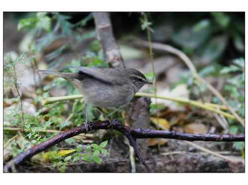 何种柳莺?多角度展示