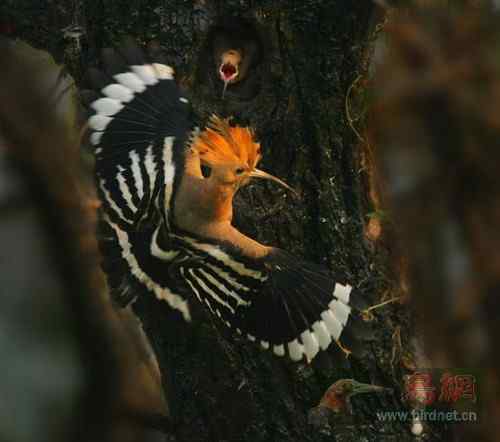 生命的希冀 林中的戴胜